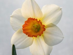 Bulbo de Tete a Tete