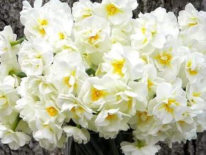 Bulbo de Bridal Crown