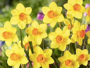 Bulbo de Bright Paradise