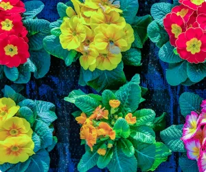 Flores de distintos colores