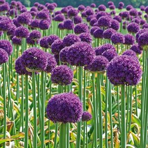 Bulbo de Sweet Paradise