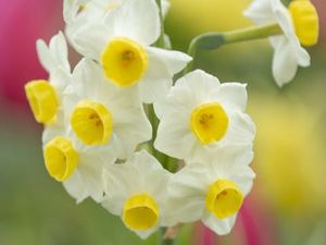 Bulbo de Golden Carpet