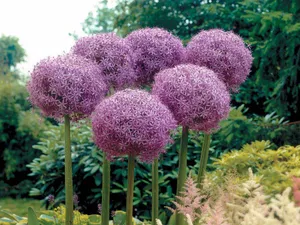 Allium