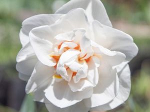 Bulbo de Paper White