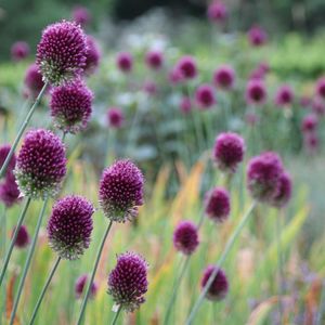 Bulbo de Sphaerocephalon