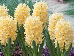 Bulbo de Yellowstone